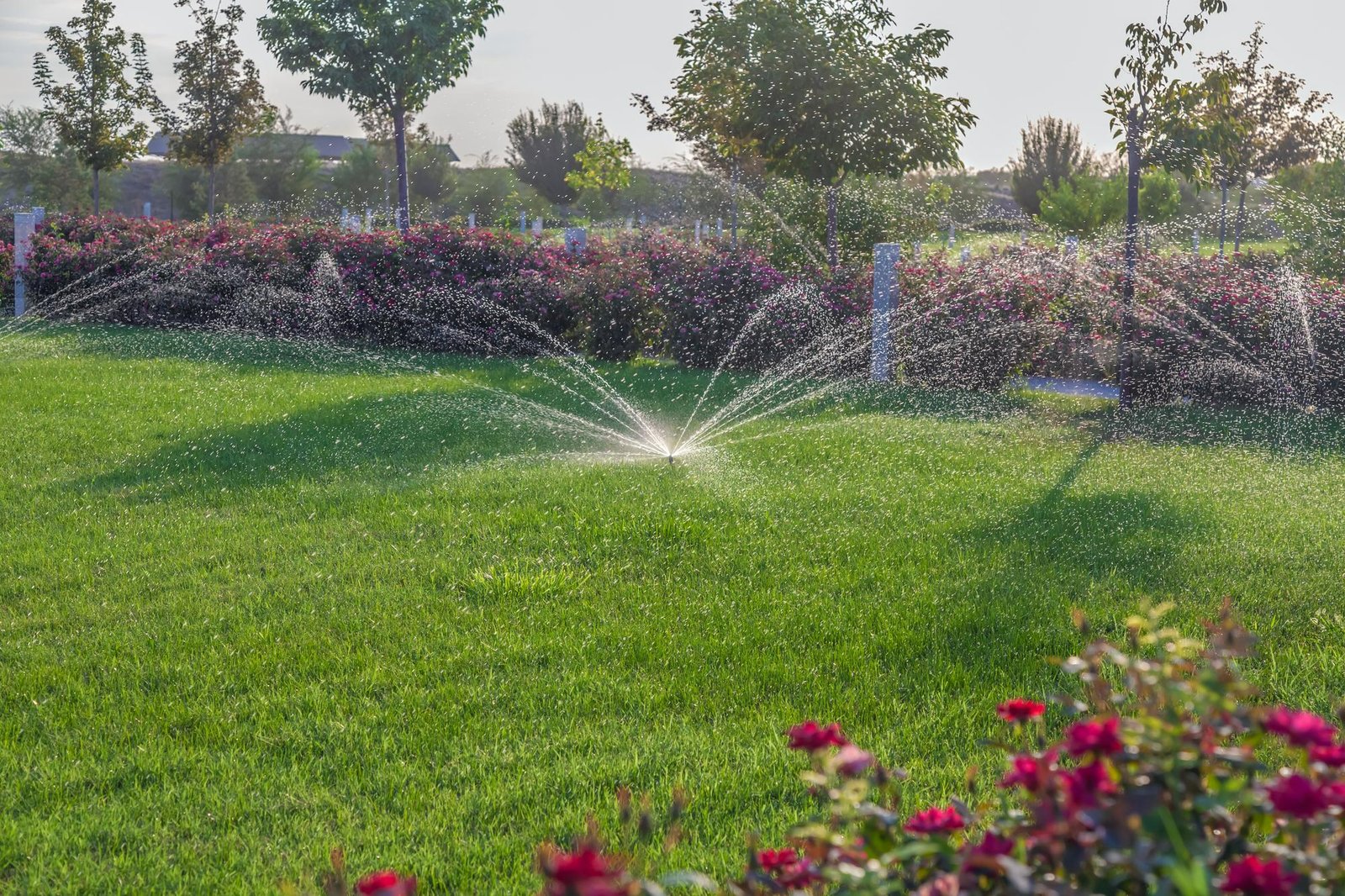 Landscape irrigation sprinklers watering a green lawn
